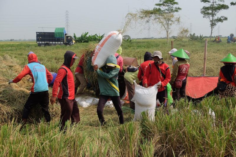 bulog cetak rekor tertinggi 10 tahun terakhir penyerapan gabah petani capai 725000 ton setara beras