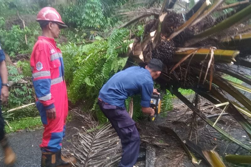 damkartan kota jambi selamatkan pemuda tertimpa pohon sawit