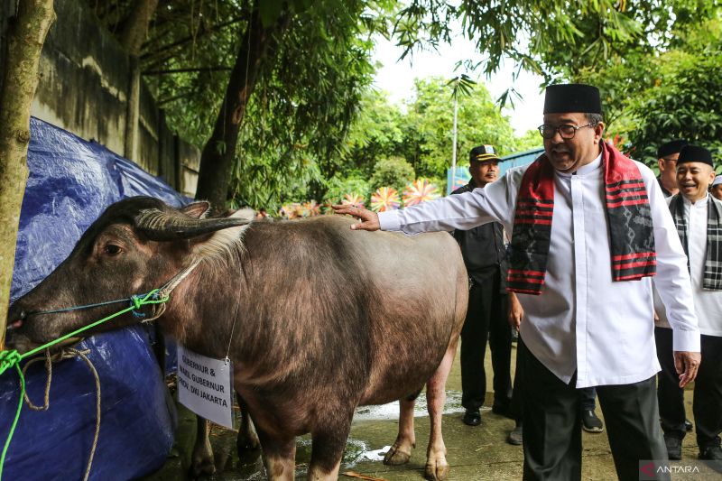 jakarta kemarin tradisi potong kebo hingga angin puting beliung