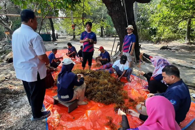 kkp bangkitkan geliat budidaya rumput laut di kepulauan seribu