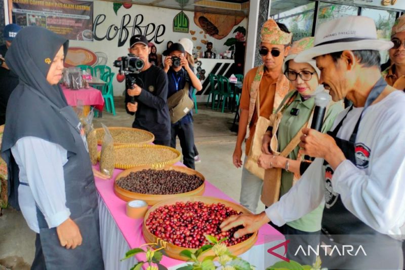 saatnya dorong kopi bengkulu jadi primadona