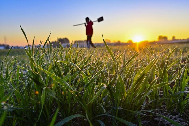 studi polusi mikroplastik ancam ketahanan pangan global