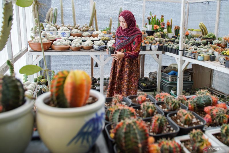 8 tanaman dalam ruang yang mudah dirawat dan banyak manfaatnya