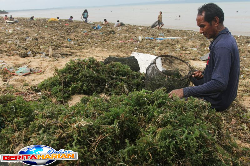 brin bentuk bank benih rumput laut atasi kekurangan bibit