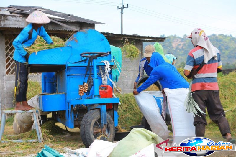 bulog jatim serap 300 ribu ton beras