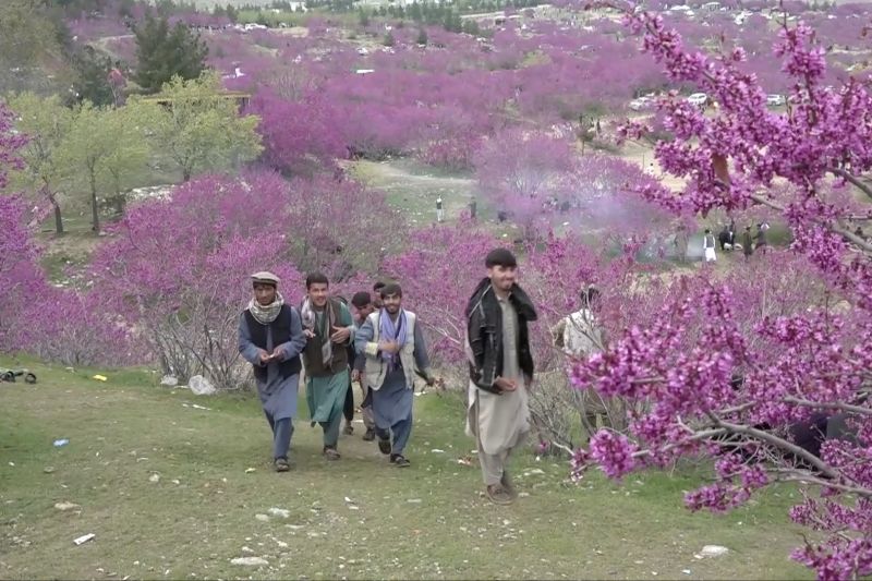 bunga arghawan ubah bukit gulghondi afghanistan jadi lautan ungu