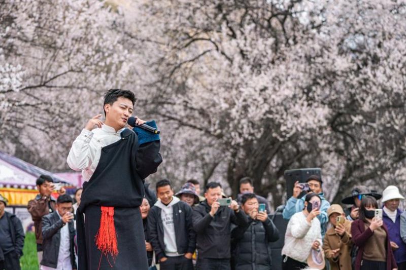festival budaya dan wisata bunga persik dirayakan di nyingchi china
