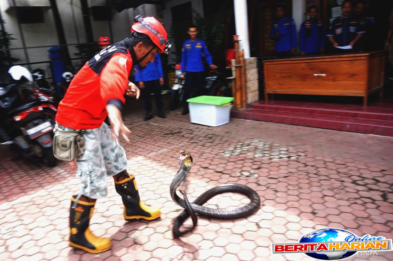 jenis hewan berbahaya yang boleh dibunuh untuk melindungi diri