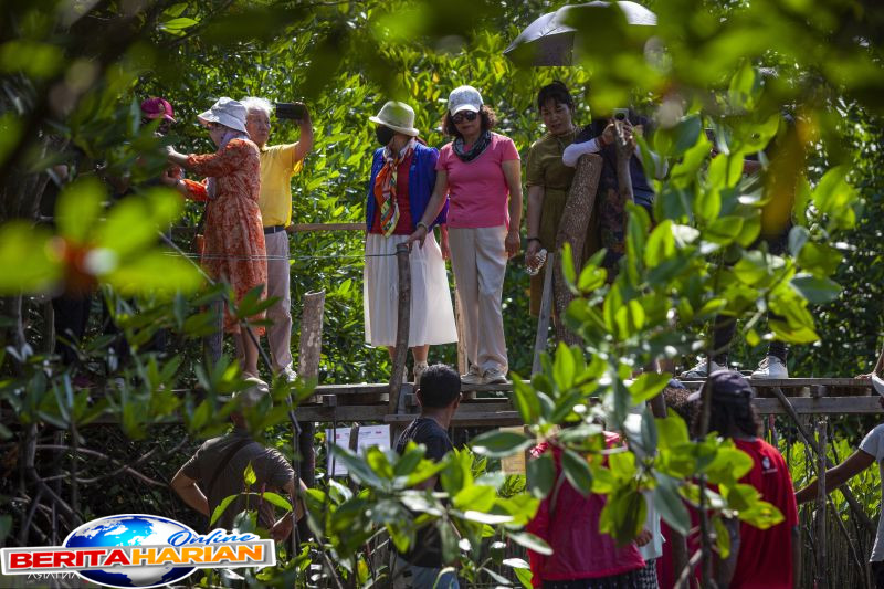 kemenhut tidak ada lagi izin penebangan kayu di kawasan mangrove