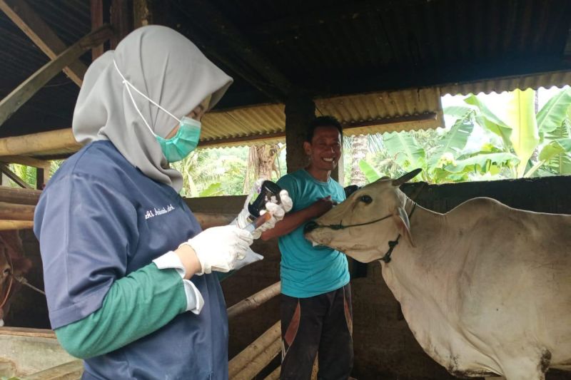 kementan pastikan pengendalian pmk optimal meski libur lebaran 1