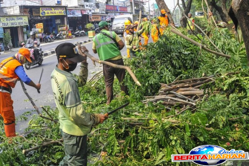 khawatir tumbang sudin tamhut jaksel pangkas pohon di pasar minggu