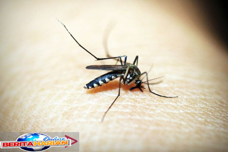 masyarakat diimbau giatkan 4m cegah chikungunya pada musim pancaroba
