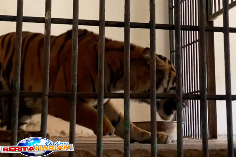 menjenguk si maung harimau sumatera yang kehilangan kaki akibat jerat