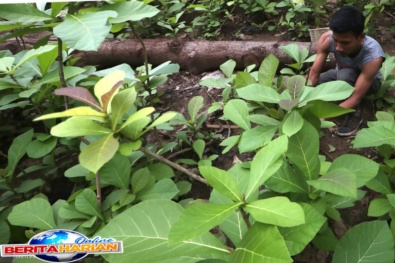 panduan cara melakukan stek pada tanaman sesuai jenis dan caranya