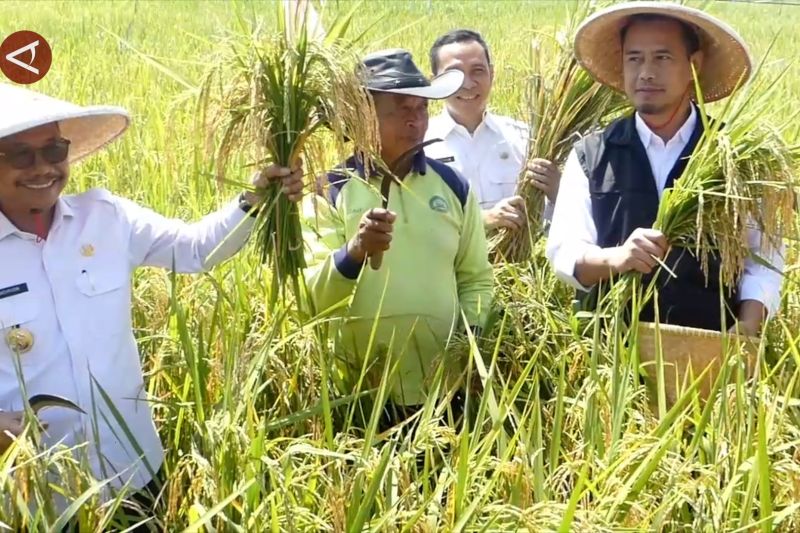 Panen Besar Padi di Tangerang Menghasilkan Ratusan Ton Gabah Kering 1 panen raya padi di tangerang hasilkan ratusan ton gabah kering