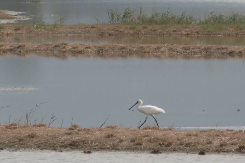 populasi burung ibis sendok muka hitam catat rekor tertinggi