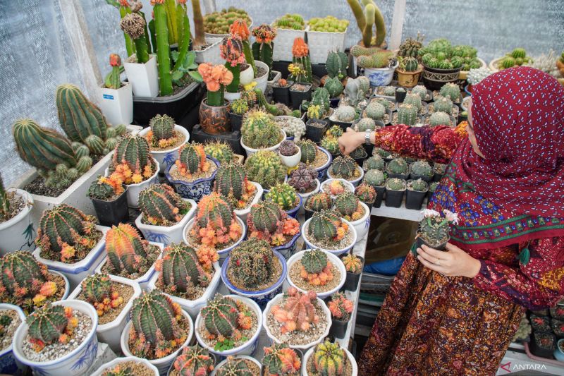 rekomendasi tanaman hias outdoor yang mudah perawatannya