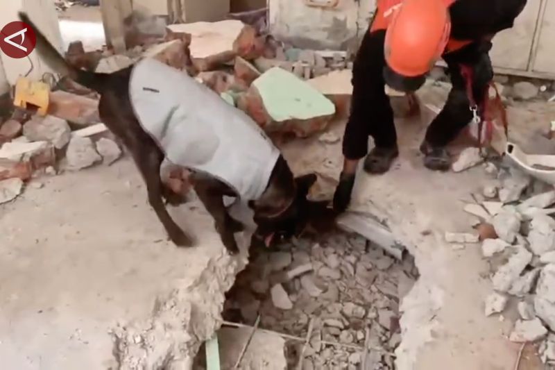 tim anjing pelacak k9 polri temukan korban gempa bumi di myanmar