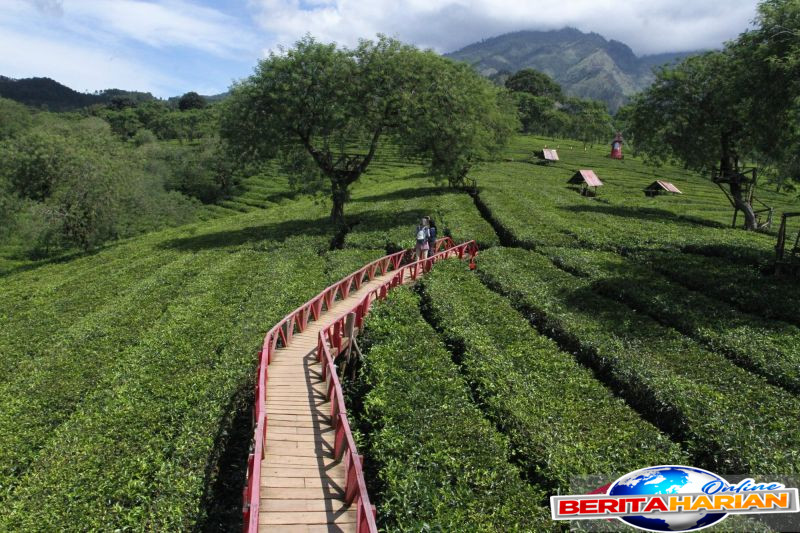 wisata alam perkebunan teh dengan ketinggian 1250 meter di malang