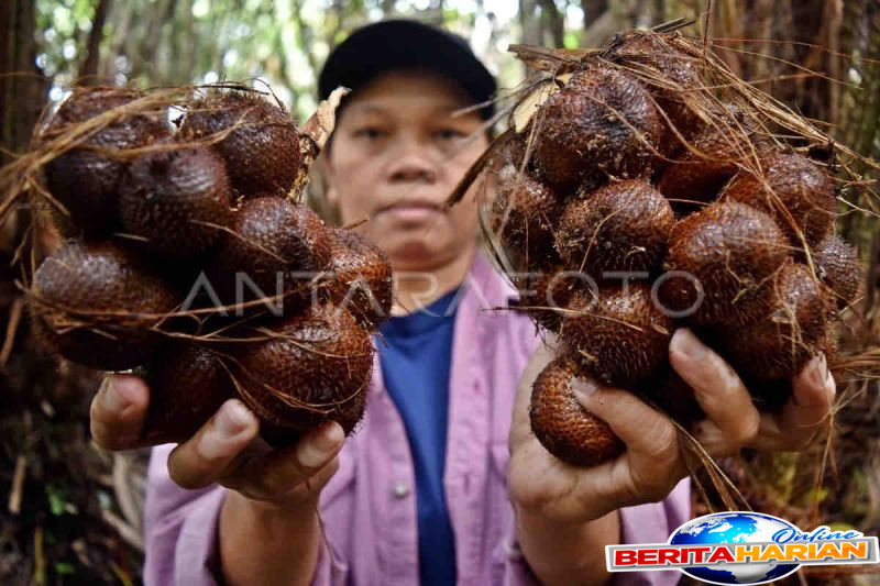 8 manfaat buah salak dan kandungan gizinya bagi kesehatan tubuh