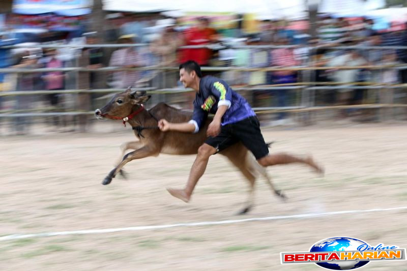 album asia musim balap sereta sapi di phetchaburi thailand