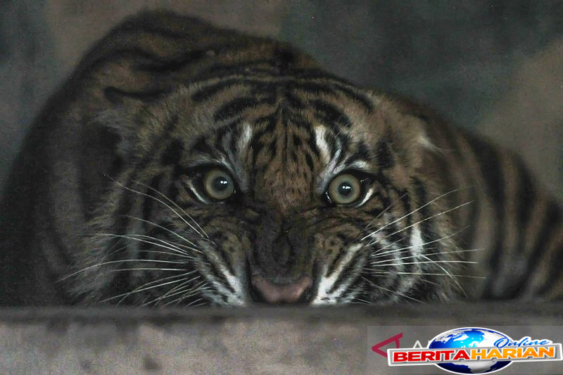 balai ksda jambi selamatkan harimau sumatra terjerat kawat seling