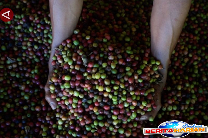 bank indonesia gorontalo dorong kopi pinogu tembus pasar global