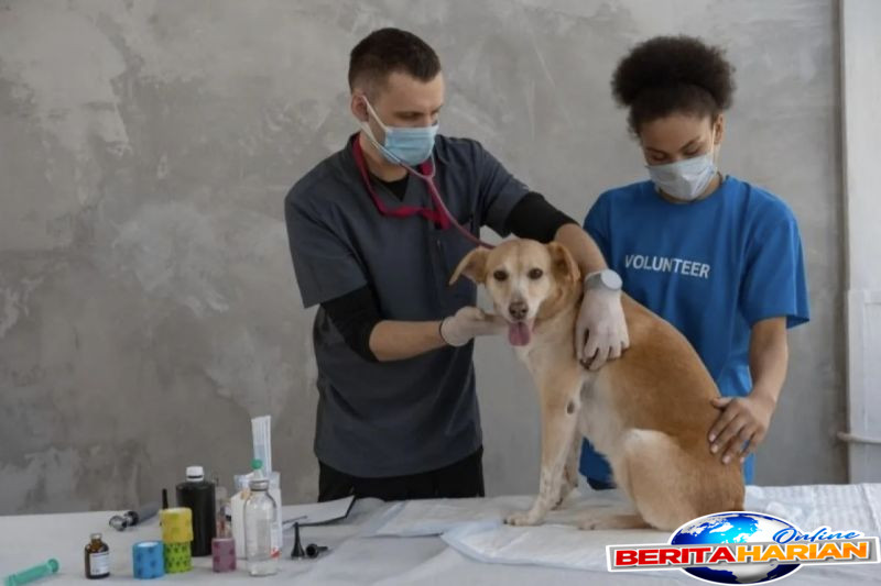 hewan peliharaan bisa rentan terkena penyakit dari pemiliknya