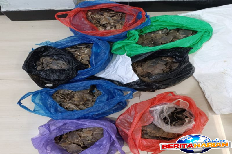 Penggagalan Perdagangan 12,27 kg Sisik Trenggiling di Kalimantan Selatan oleh Kemenhut 1 kemenhut gagalkan perdagangan 1227 kg sisik trenggiling di kalsel