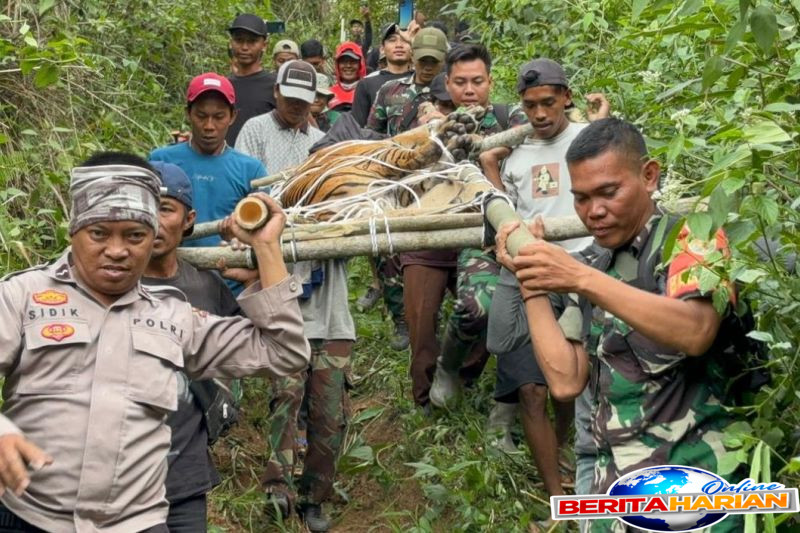 konflik satwa manusia di lampung barat dipicu pembukaan lahan ilegal