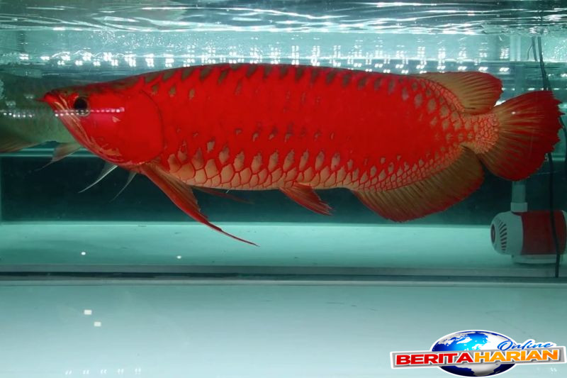kontes ikan arwana ajang promosi daerah pemanfaatan sda dilindungi