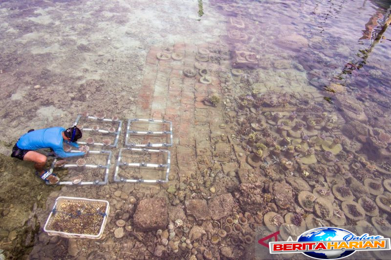 menjaga ekosistem laut warga pulau pramuka tanam terumbu karang