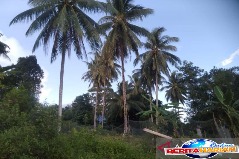 pemerintah kaji tarif ekspor kelapa untuk danai peremajaan