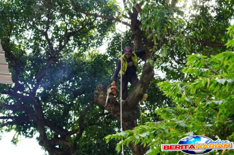 Pemangkasan Puluhan Pohon Rawan di Jakarta Selatan 1 puluhan pohon rawan sempal di jaksel dipangkas