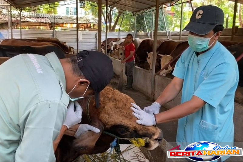 satpol pp jakbar gencar inspeksi tempat penampungan hewan kurban