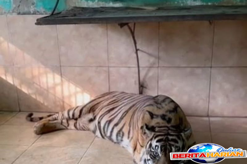 si uni harimau sumatera koleksi taman rimba jambi mati
