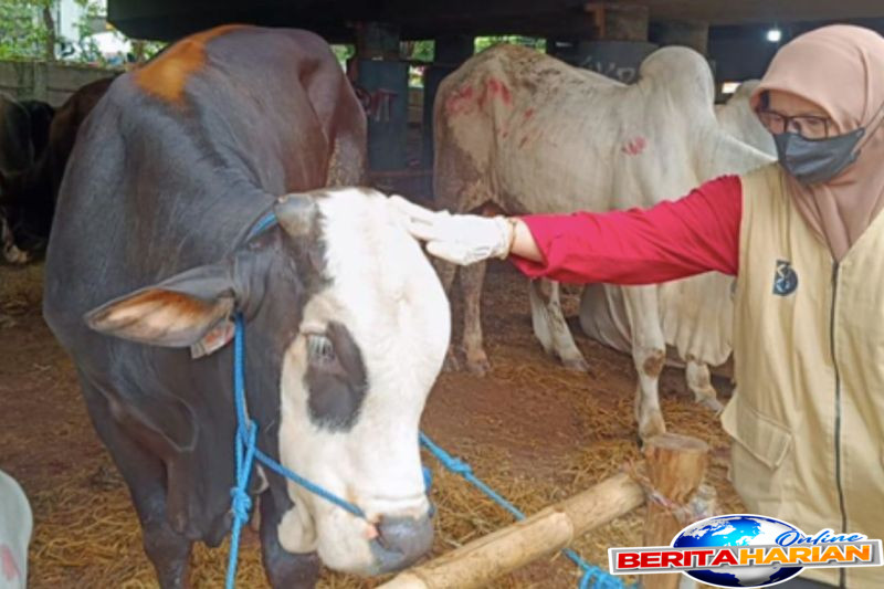 sudin kpkp jakut gencarkan pemeriksaan hewan kurban