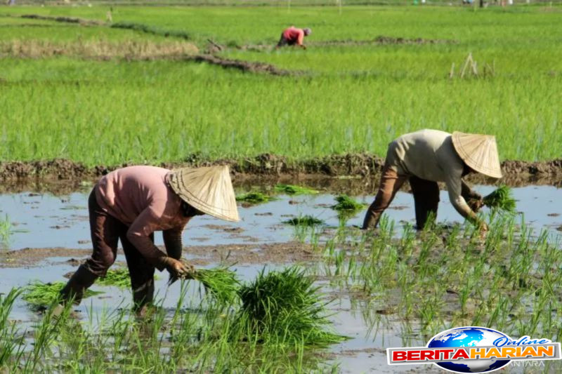 akademisi ugm segera lakukan regenerasi petani untuk cegah krisis