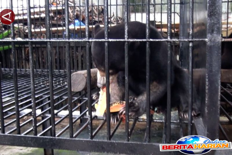 bksda kalteng terima seekor beruang madu dari warga palangka raya