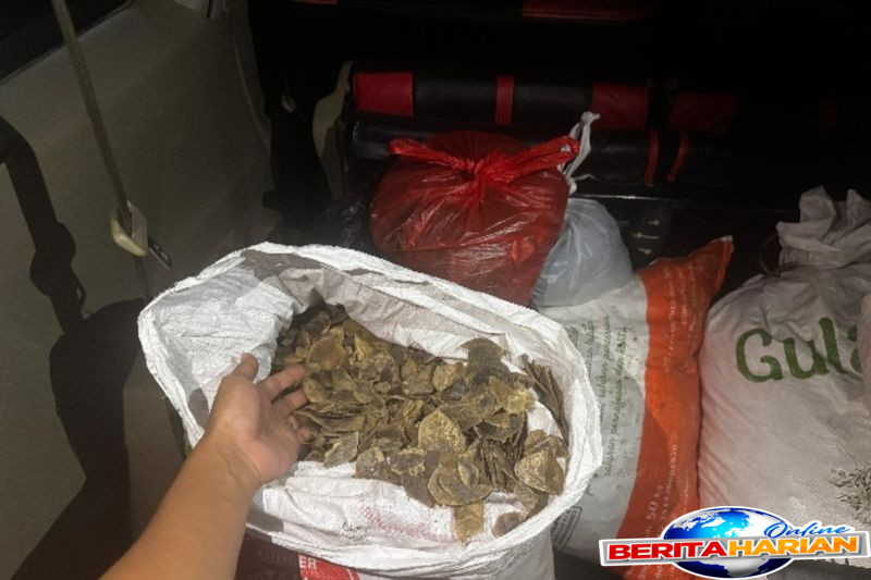 kemenhut gagalkan penjualan 805 kg sisik trenggiling di kalsel