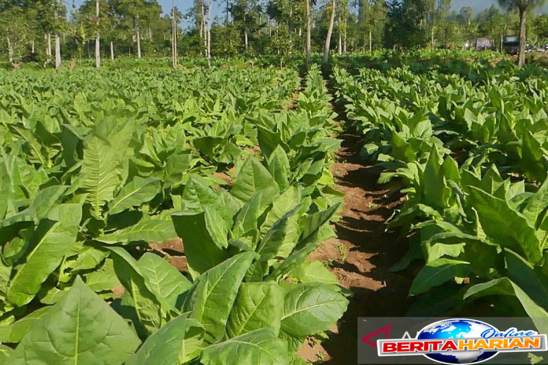 petani harus jaga kualitas tembakau temanggung untuk dongkrak harga