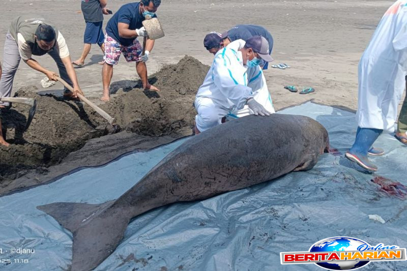 bksda seekor mamalia dugong mati terdampar di perancak jembrana