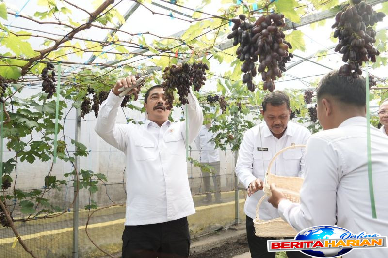 panen anggur di rutan bandung menteri imipas dorong warga binaan produktif