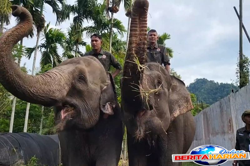 Prabowo Berkomitmen untuk Melindungi Gajah 1 prabowo komitmen lindungi populasi gajah