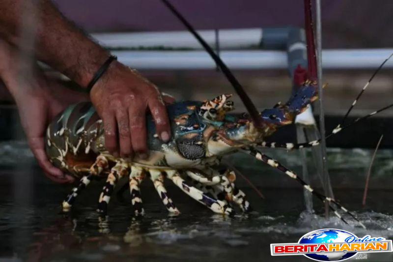 akademisi sebut budidaya lobster kja pangandaran sudah berbasis riset