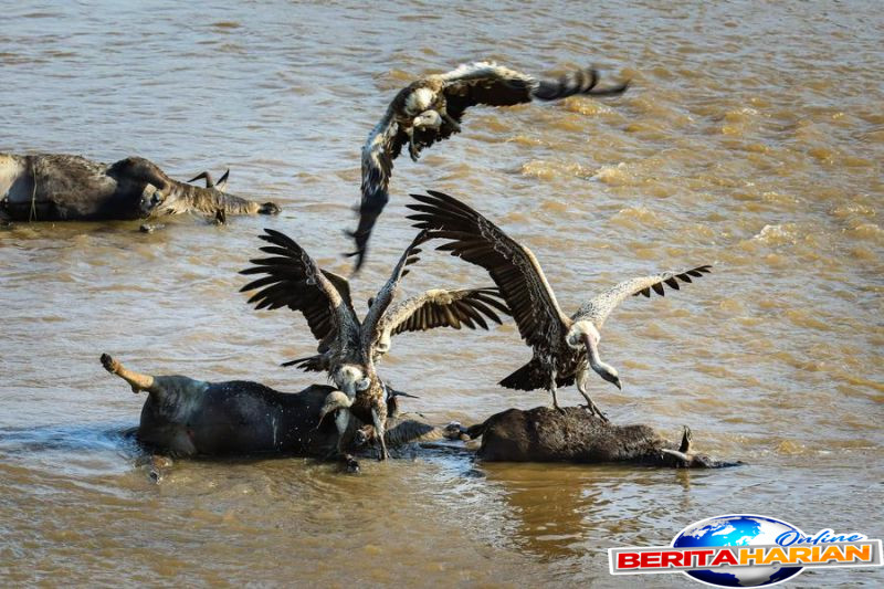 menilik kehidupan satwa liar di taman nasional masai mara kenya